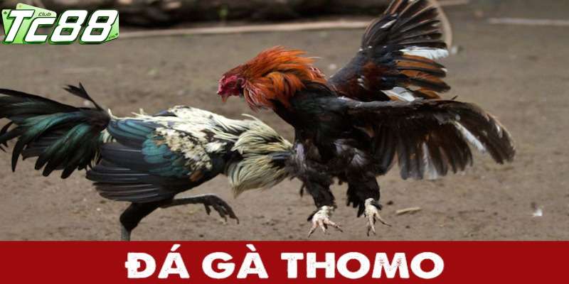 Giới thiệu về hình thức đá gà Thomo tại tc88